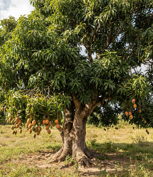 Mangoes