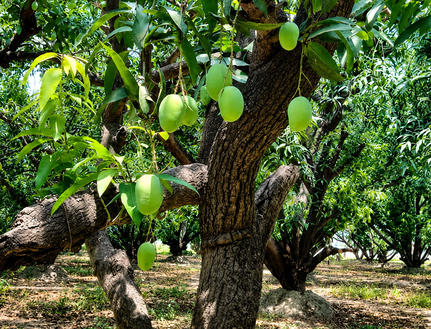 Chaunsa Mango