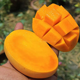 Kesar Mango